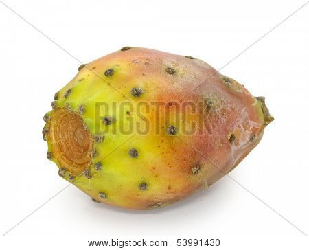 cactaceous fig isolated on white background