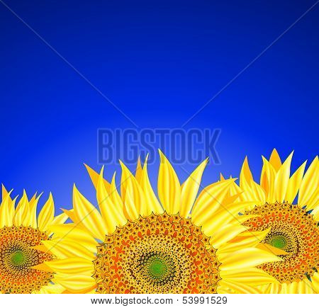 sunflowers