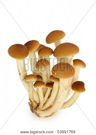 pioppini mushrooms isolated on a white background