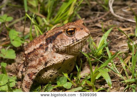 Sapo (bufo Gargarizans)