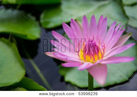 Pink Lotus Flower