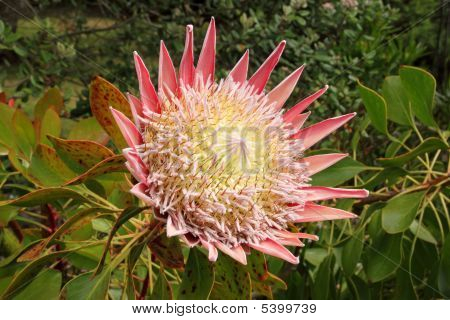 Farverige sydafrikanske King Protea (cynaroides) blomst i flor.