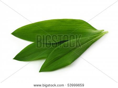 Ramsons isolated on white background