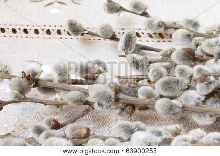 pussy-willow