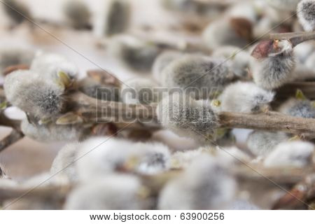 pussy-willow