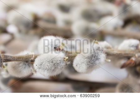 pussy-willow