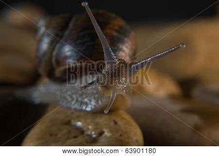 Snail Interrogation