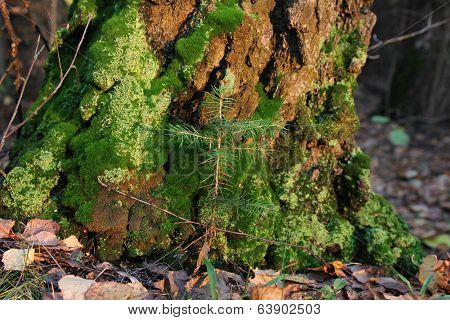 small fir