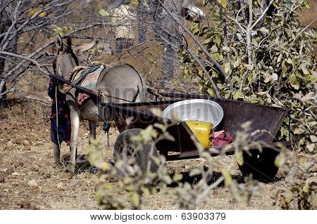 Mine Wild Golden Koupela