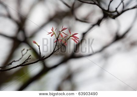 Red Leaves