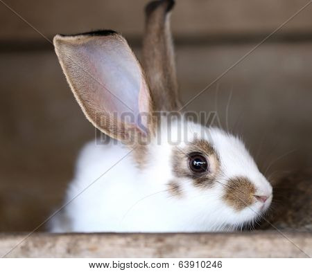White rabbit with black spots.