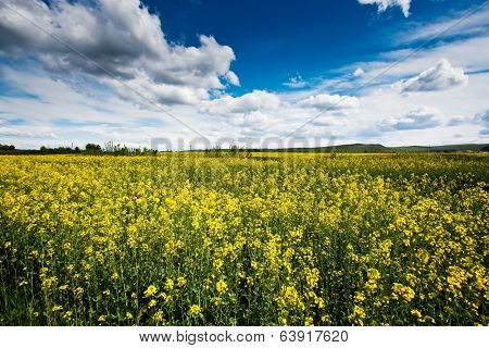 Rape flower field