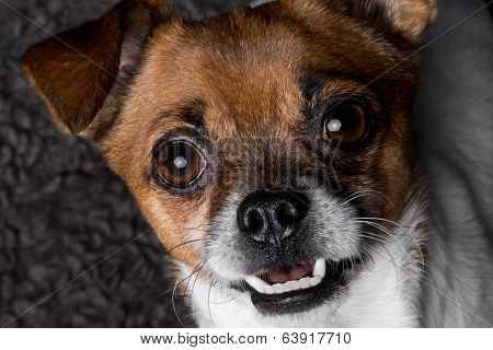 closeup portrait crossbreed dog pekingese pinscher