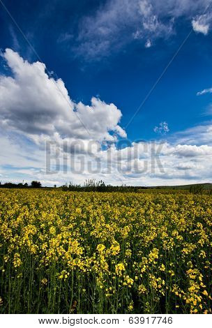 Rape flower field