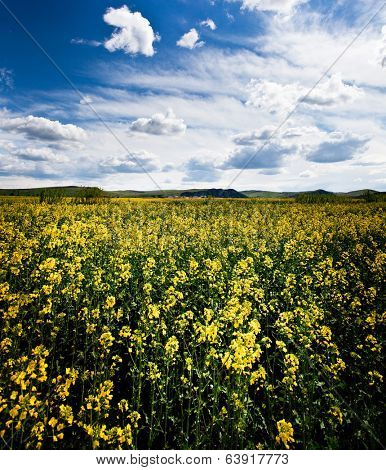 Rape flower field