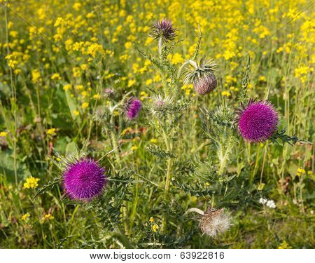 Purple Budding And Blooming Thistles