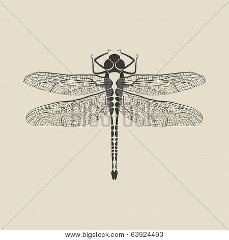 black dragonfly insect