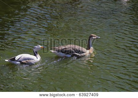 White And Brown Chinese Goose (anser Cygnoides)