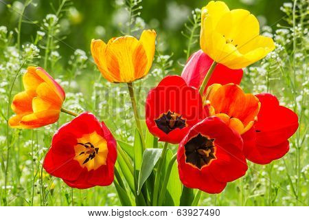 Bouquet Of Tulips On The Spring Meadow, Backlit