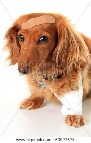 Dachshund dog wearing a bandage and band-aid.