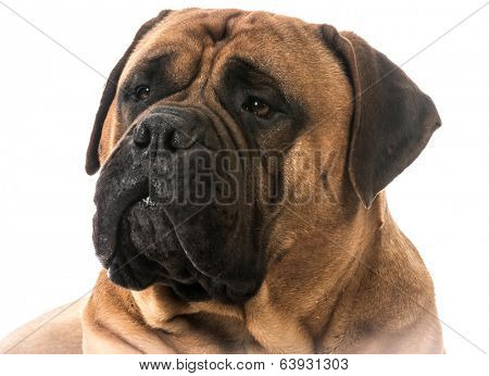 bullmastiff head portrait on white background