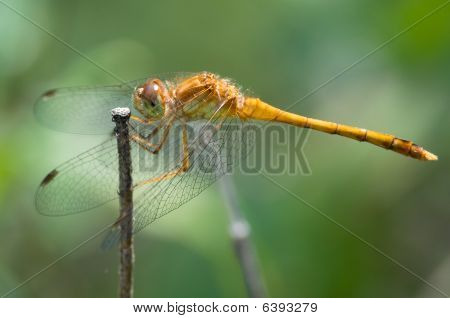 Libellula