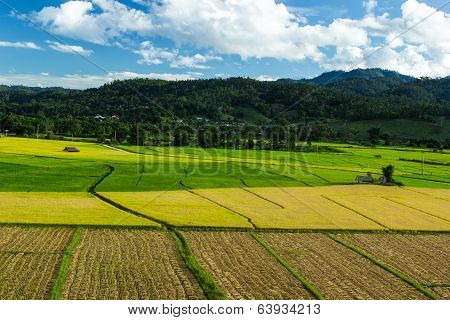 Rice  Field