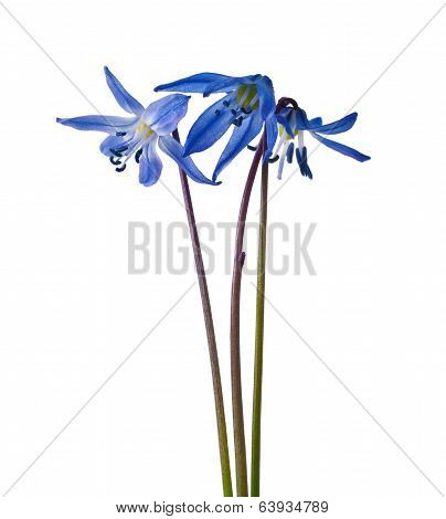Scilla