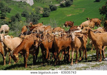 Spanish goats, Andalusia.