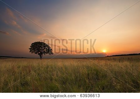 Lovely Grasland Sunset With Tree And Bright Colours Clouds