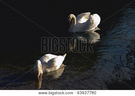 Swan twins