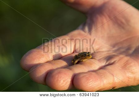Small Frog