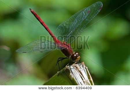 Libellula