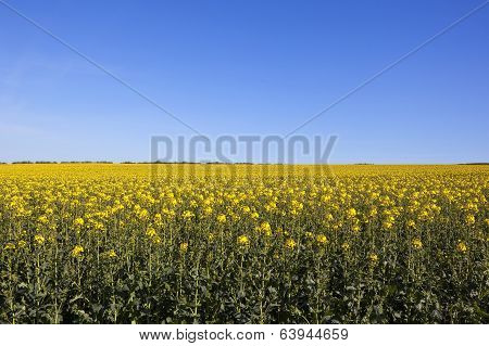 Canola Field