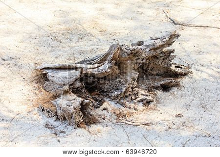 Dry Tree Trunk Sand Dune Beach