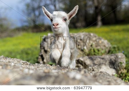 Goatling