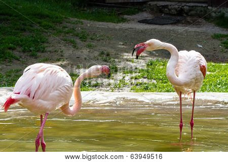 Flamingo