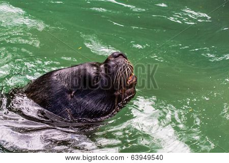 Walrus