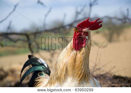 Photogenic rooster