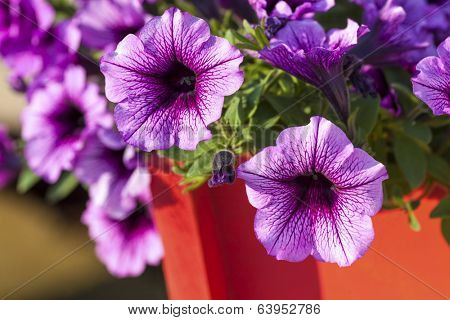 Colorful multiflora petunias in an orange wooden planter or window box.