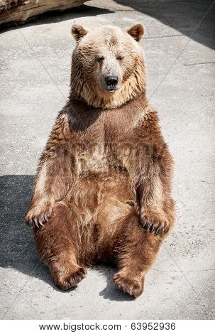 Young Brown Bear (ursus Arctos Arctos) Sitting On The Ground