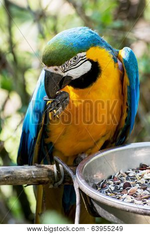 Blue-and-yellow Macaw (ara Ararauna)