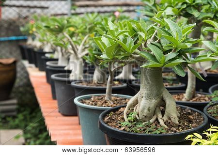 Group Of Adenium Obesum