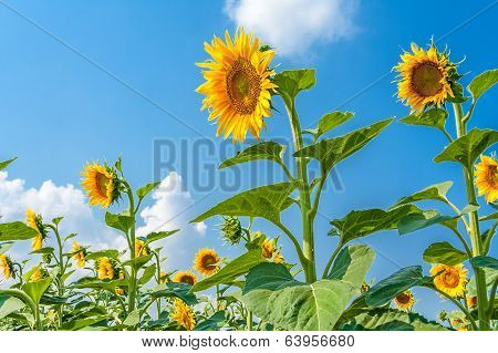 Sunflowers In The Wind