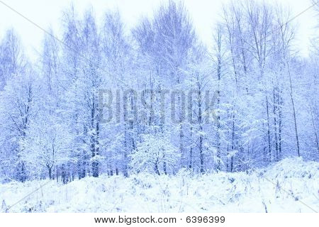 Snow-covered Park