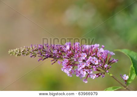 Mauve Buddleia Flower