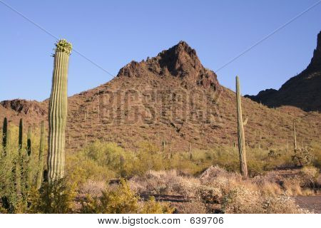 Saguaro National Monument