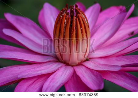 Pink Waterlily