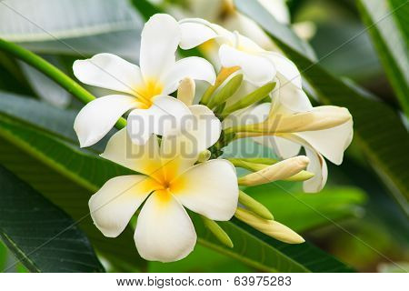 Plumeria White