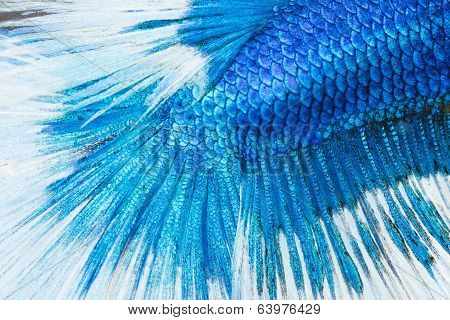Betta, Siamese Fighting Fish Skine Texture